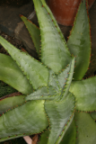 Aloe ferox RCP8-09 076.jpg